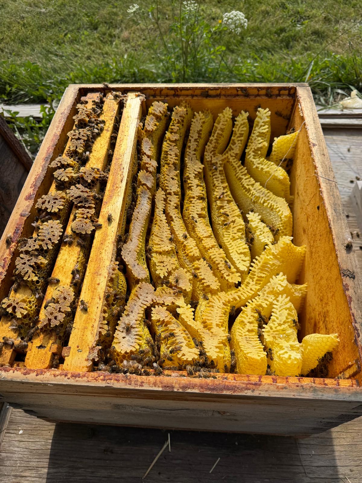 Inside a Karakovan hive, natural yellow comb built by the bees